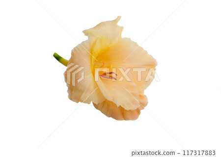beautiful bright gladiolus flower isolated on white beautiful bright gladiolus flower isolated on white 117317883