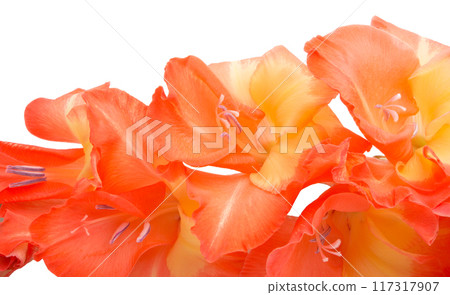 beautiful bright gladiolus flower isolated on white 117317907