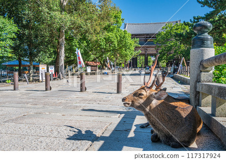 鹿在東大寺的朝聖路上放鬆 117317924