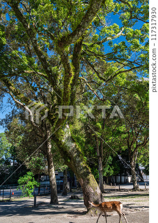 東大寺南門前的大樹 117317930