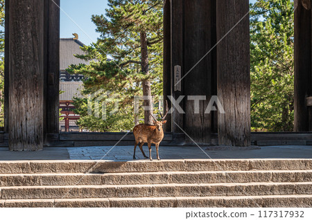 Todaiji Namdaemun和鹿 117317932