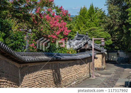 Crape myrtle peeking out from the earthen wall on the approach to the rear of Todaiji Temple's Nigatsudo Hall Crape myrtle peeking out from the earthen wall on the approach to the rear of Todaiji Temple's Nigatsudo Hall 117317992