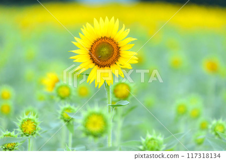 向日葵 向日葵 117318134