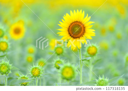 Sun Flower  117318135