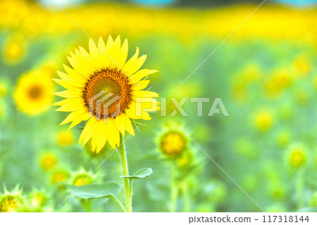 Sun Flower  117318144