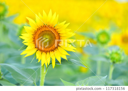 向日葵 117318156