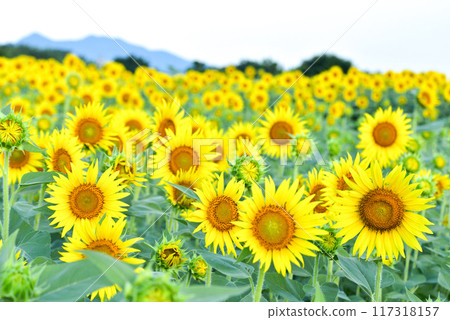 Sun Flower Sun Flower 117318157