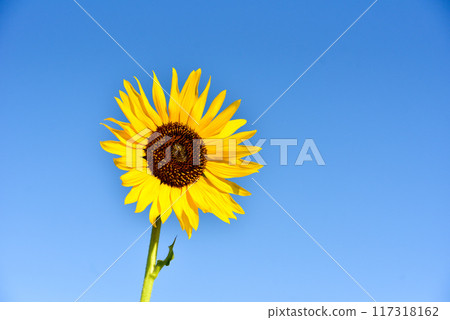 Sun Flower Sun Flower 117318162
