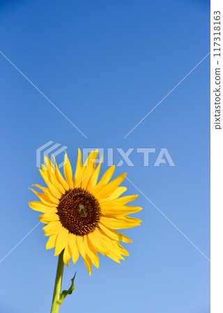 Sun Flower Sun Flower 117318163