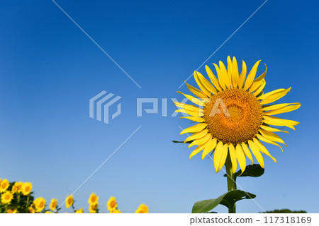 Sun Flower  117318169