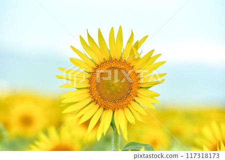 Sun Flower  117318173