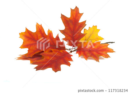 red orange autumn leaves isolated on the white background red orange autumn leaves isolated on the white background 117318234