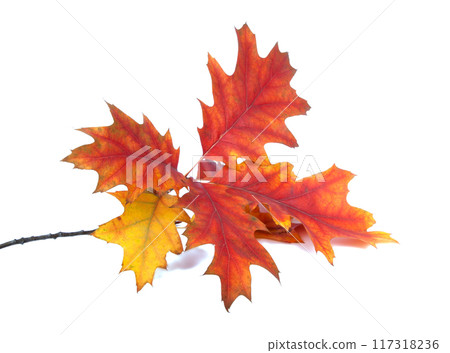 red orange autumn leaves isolated on the white background red orange autumn leaves isolated on the white background 117318236