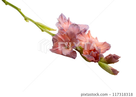 beautiful bright purple gladiolus flower isolated on white beautiful bright purple gladiolus flower isolated on white 117318318