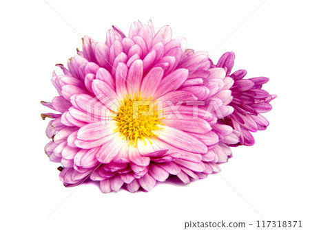 chrysanthemum pink flowers isolated on the white chrysanthemum pink flowers isolated on the white 117318371