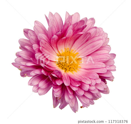 chrysanthemum pink flowers isolated on the white chrysanthemum pink flowers isolated on the white 117318376