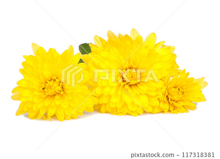 chrysanthemum yellow flowers isolated on the white chrysanthemum yellow flowers isolated on the white 117318381