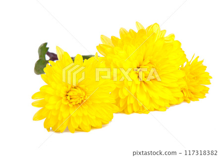 chrysanthemum yellow flowers isolated on the white chrysanthemum yellow flowers isolated on the white 117318382