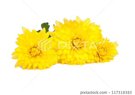chrysanthemum yellow flowers isolated on the white 117318383