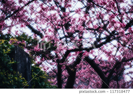 Cherry blossoms  117318477