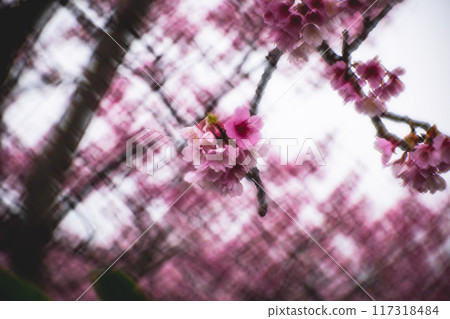 櫻花 櫻花 117318484