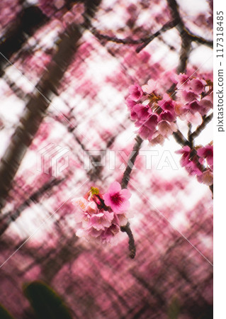 櫻花 117318485