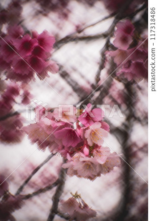 櫻花 櫻花 117318486