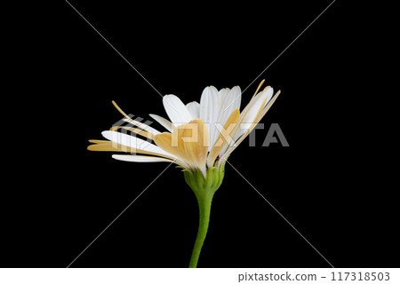 beautiful osteospermum or african daisy flower isolated on black beautiful osteospermum or african daisy flower isolated on black 117318503