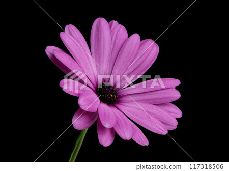 beautiful osteospermum or african daisy flower isolated on black beautiful osteospermum or african daisy flower isolated on black 117318506