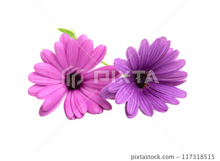 beautiful osteospermum or african daisy flower isolated on white 117318515