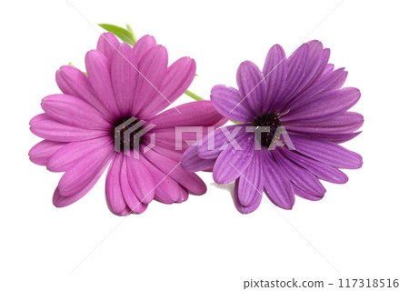 beautiful osteospermum or african daisy flower isolated on white 117318516