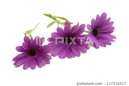beautiful osteospermum or african daisy flower isolated on white beautiful osteospermum or african daisy flower isolated on white 117318517