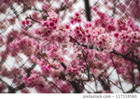 櫻花 117318560