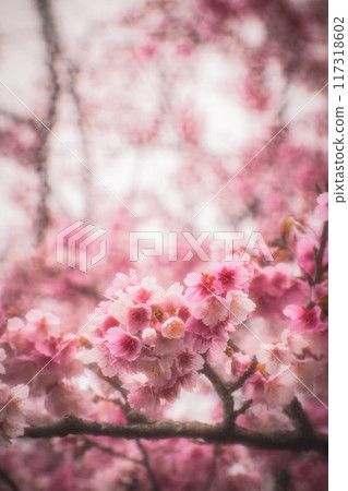 櫻花 117318602