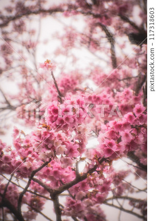 Cherry blossoms Cherry blossoms 117318603