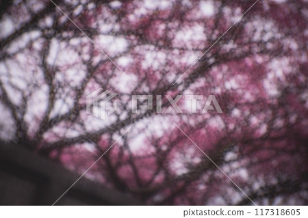 Cherry blossoms  117318605