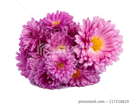 chrysanthemum bright beautiful flowers isolated on the white chrysanthemum bright beautiful flowers isolated on the white 117318620