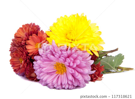 chrysanthemum bright beautiful flowers isolated on the white chrysanthemum bright beautiful flowers isolated on the white 117318621