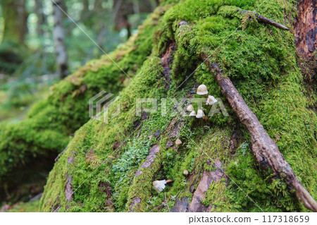 生長在苔蘚中的小蘑菇（Morinokarebatake）[八千穗高原/苔蘚森林] 長野縣 117318659