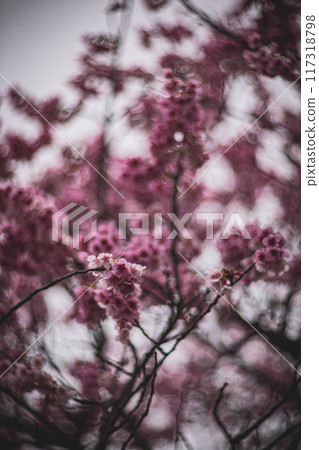 櫻花 117318798
