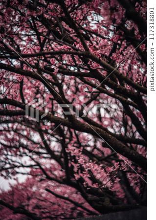 Cherry blossoms  117318801