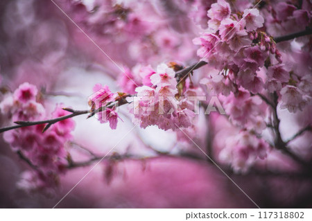 Cherry blossoms Cherry blossoms 117318802