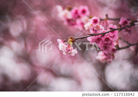 櫻花 櫻花 117318842
