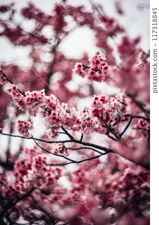櫻花 櫻花 117318845