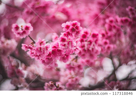 櫻花 117318846