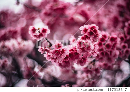櫻花 117318847