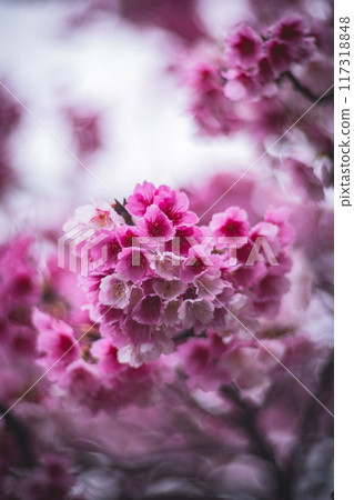 櫻花 櫻花 117318848