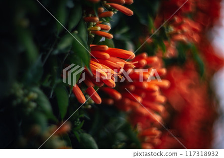 Cannon flower 117318932