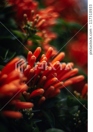 炮仗花 117318933