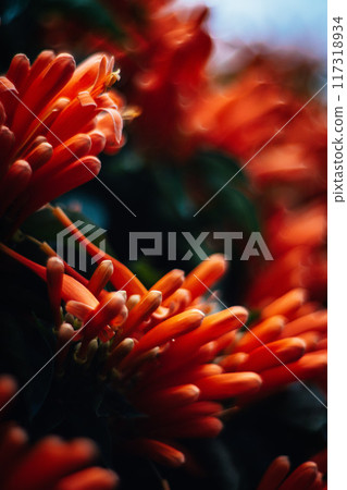 Cannon flower 117318934